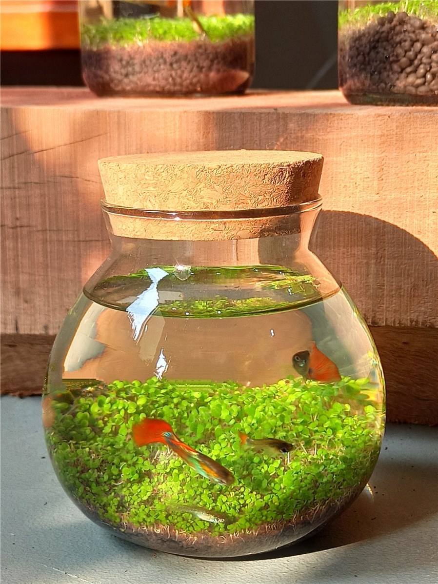 免打理生态瓶治愈瓶生态缸微景观森林小鱼小虾生态瓶办公室创意跨