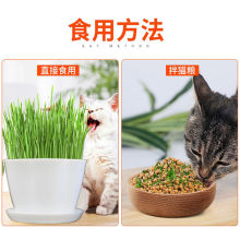 猫草已长好即食猫零食种好的种植套装种子化毛草粮全套用品猫薄荷