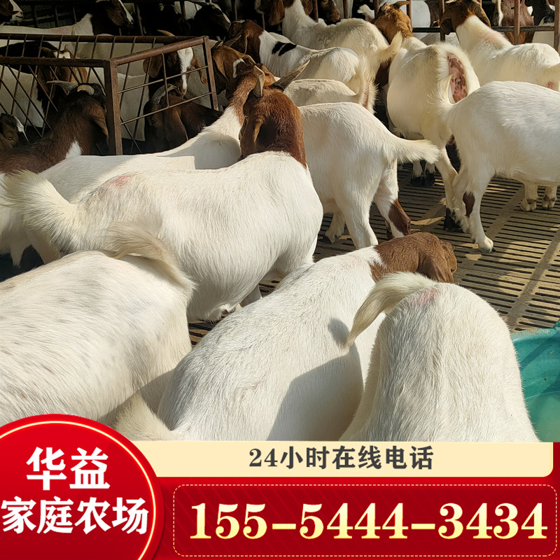 波尔山羊羊羔，哪里出售波尔山羊羊苗，卖能吃草的小羊苗