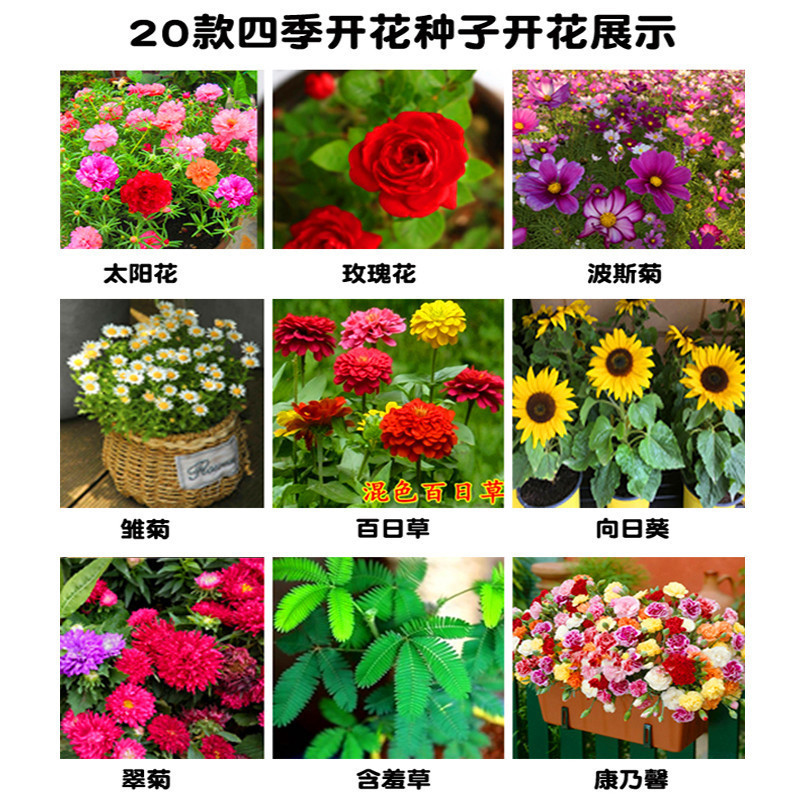 【跨境供货】花种籽子大全四季播种易活阳台盆栽花卉野花组合向日