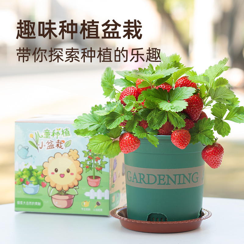 Children's Planting Pot Primary School Student Plant Germination Mini Observation Science Box Diy Kindergarten Tree Planting Festival Gift