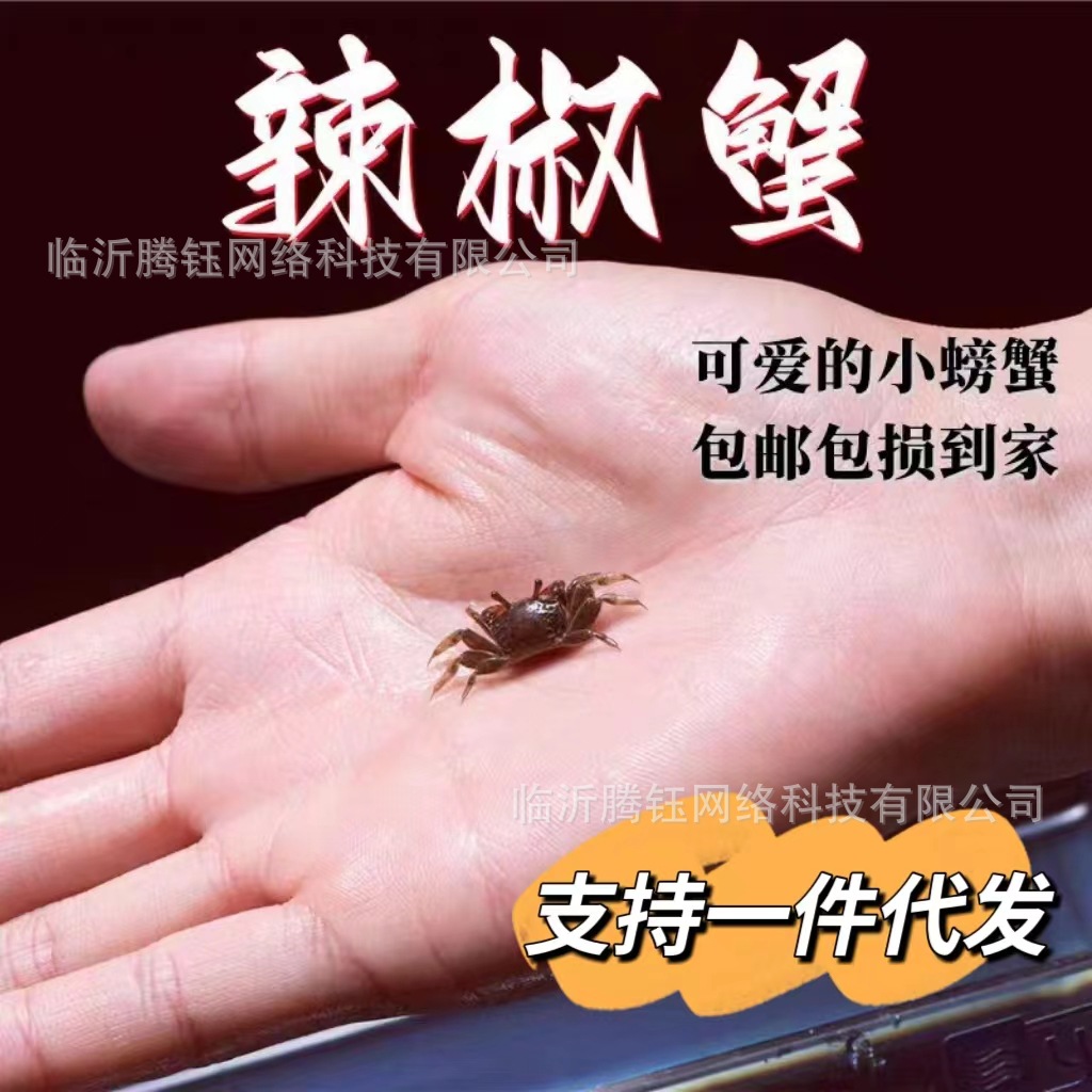 网红辣椒蟹批发恶魔蟹水族馆摆摊宠物蟹包活迷你辣椒蟹夜市相守蟹