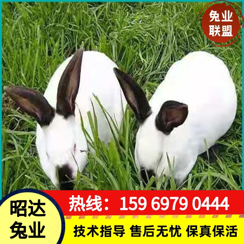 你养我收技术无忧伊普吕兔养兔基地在哪伊高乐肉兔八点黑兔子价格