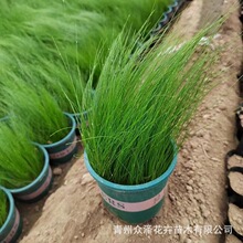 墨西哥羽毛草细茎针芒株高15CM众泽花卉营养钵加仑盆齐全