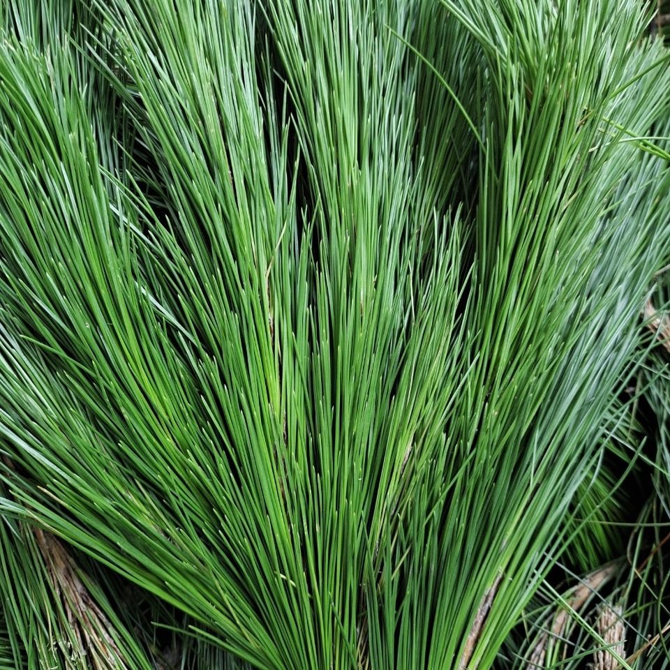 松针1斤新鲜松针带枝松叶松毛新鲜好松针