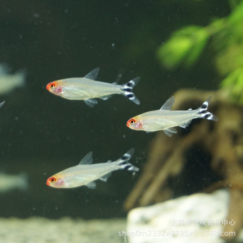 红鼻剪刀鱼活体群游鱼小型鱼热带观赏鱼水草缸红绿灯宠物渔场直批