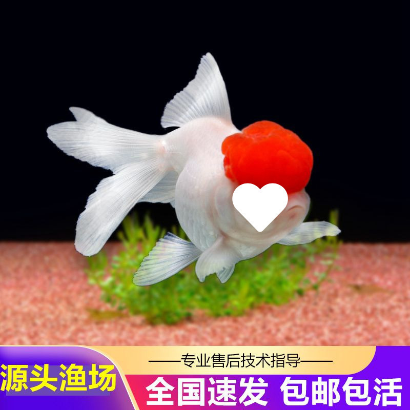 金鱼活鱼狮子头小型观赏鱼丹顶红冷水鱼淡水鱼小金鱼苗锦鲤鱼