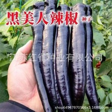 黑辣椒种子四季种植高产紫黑色辣椒种子辣椒籽庭院蔬菜种子菜籽