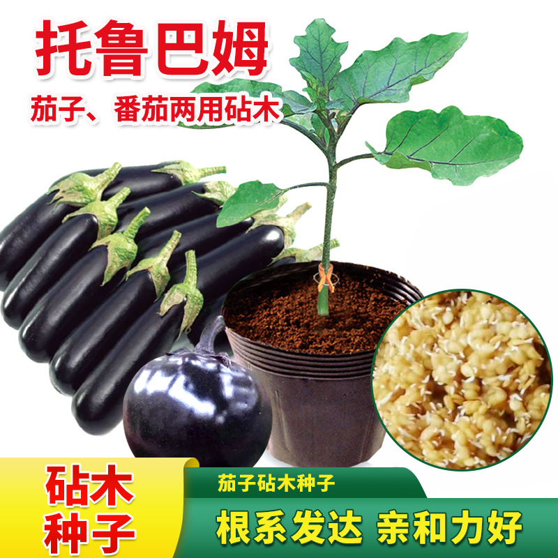 野茄子砧木托鲁巴姆种子嫁接茄子砧木大小番茄西红柿嫁接砧木种籽