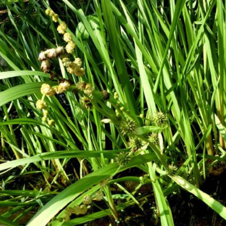 黑三棱水生植物 基地大量 慈姑 水毛花 水葱 旱伞草水体绿化