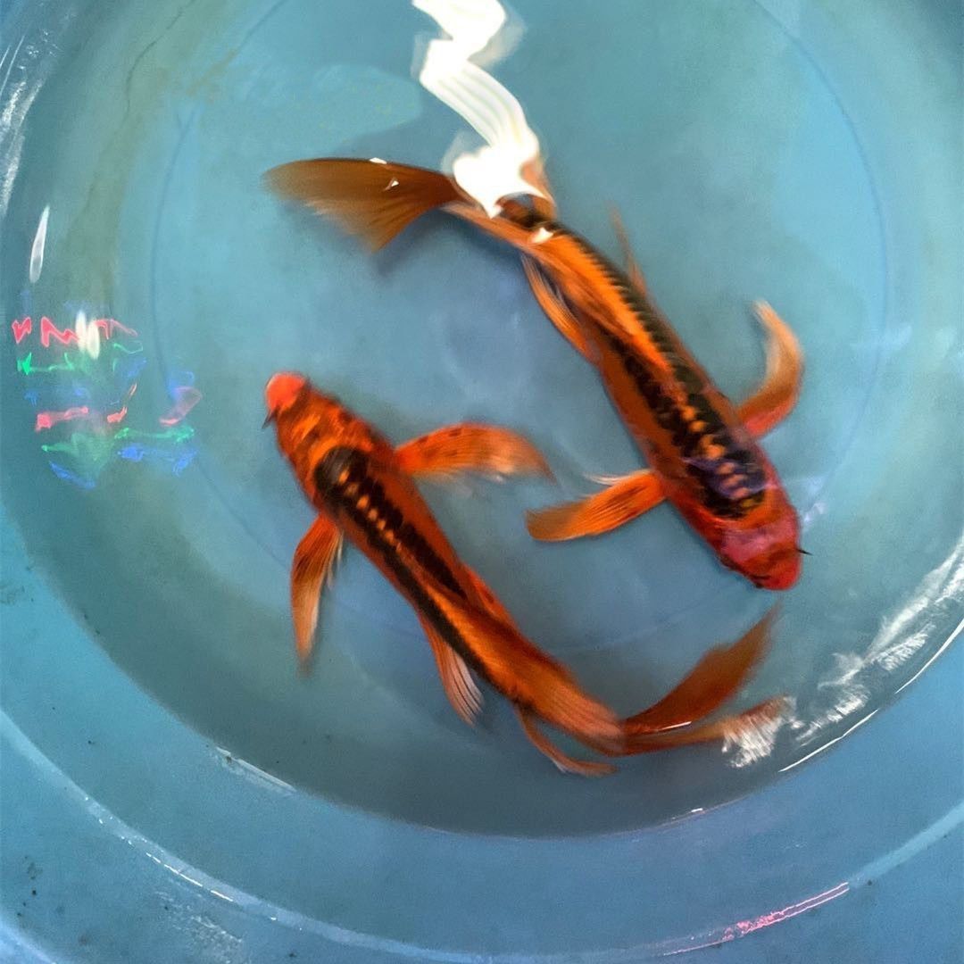 四条一组红松叶龙凤锦鲤鱼冷水观赏火凤凰锦鲤火麒麟鱼苗招财镇宅