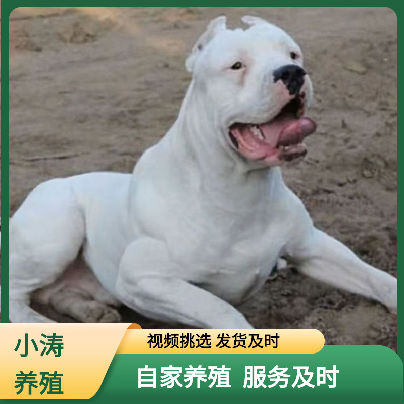纯种杜高犬活体幼犬阿根廷猎犬幼崽大型猛犬杜高犬狗狗巨型护卫犬