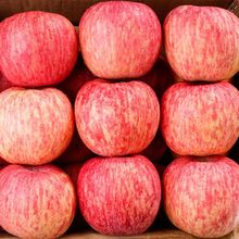 烟台苹果脆甜山东烟台红富士0斤装当季水果新鲜3斤/5斤整箱批发