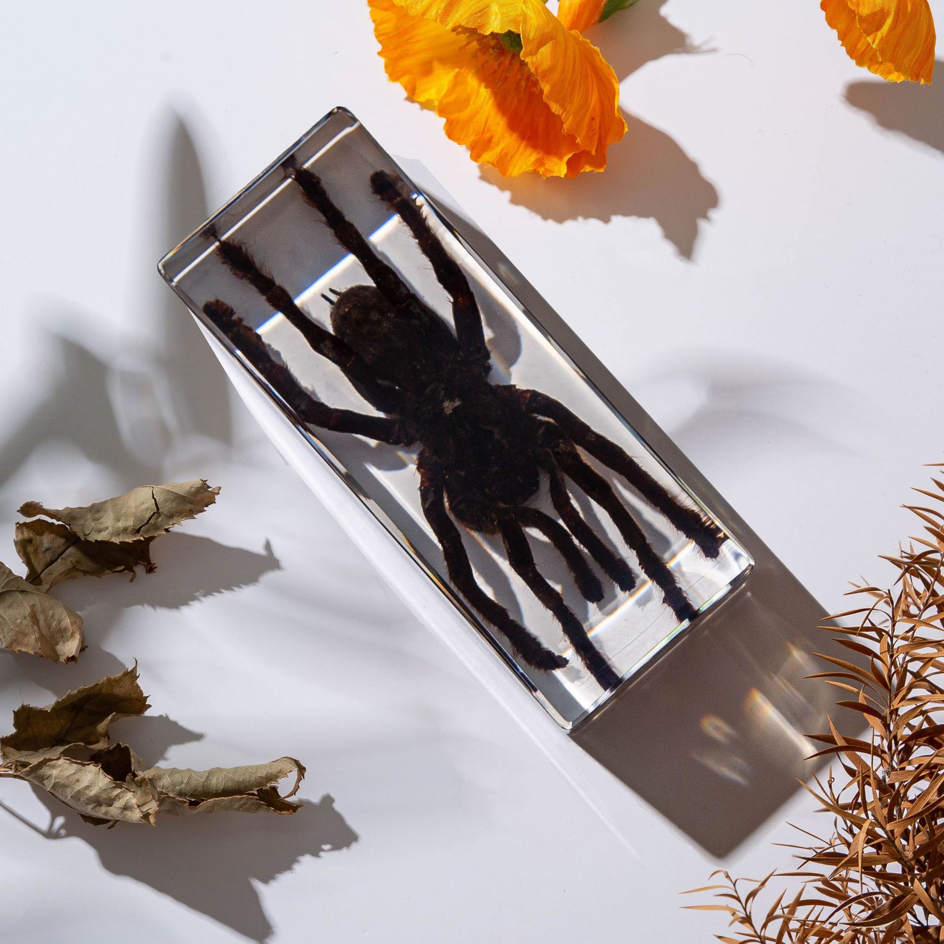 real spider insect specimen resin crafts acrylic transparent ornaments tourist attractions embedded souvenir