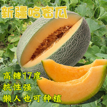 新疆哈密瓜种子超甜绿洲蜜高糖甜瓜种籽西洲密网纹红肉香瓜水果种