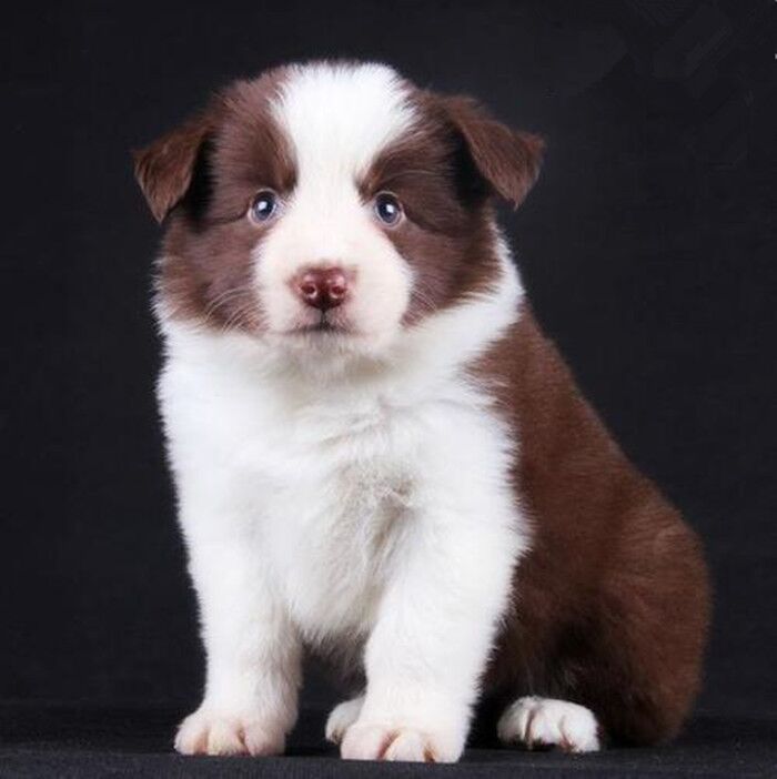 边牧幼犬纯种活体边境牧羊犬黑白双血统赛级金色三通七白宠物狗狗