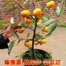 柿子苗树嫁接特大无核柿子树苗甜脆柿南方北方种植果树苗当年包邮