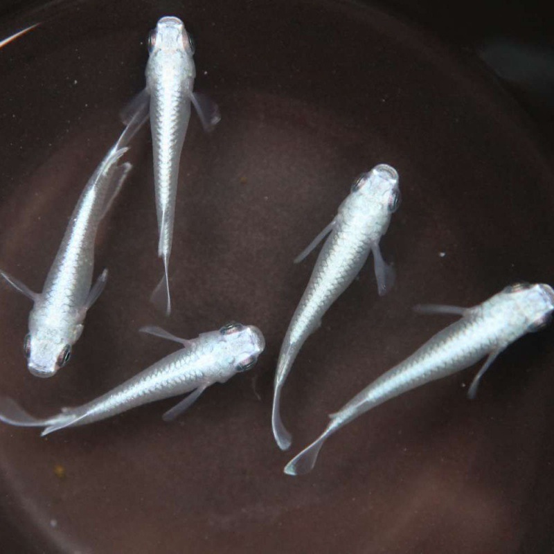 懒人易活练手小型淡水观赏鱼宠物冷水魔法鱼发光观背青鳉繁殖鱼卵