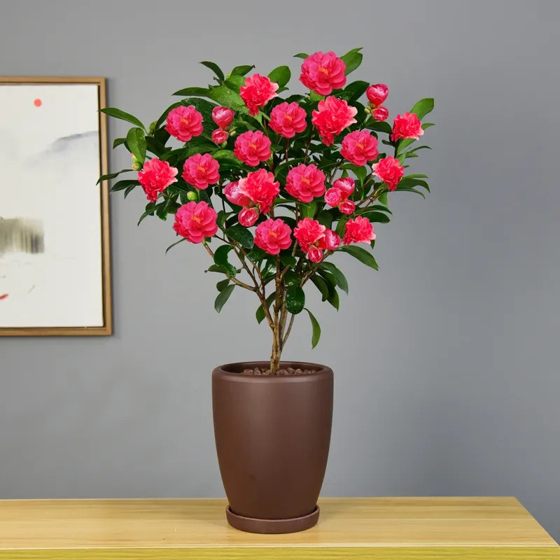 四季茶花树苗带花苞盆栽耐寒花卉植物室内绿植开花不断五色赤丹