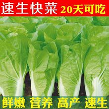 快菜奶油种子20天成熟耐热耐高温四季速生高产小白菜种子蔬菜种子