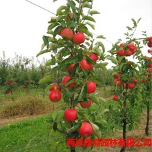 苹果树果苗矮化盆栽地栽特大南方北方种植当年结果嫁接鸡心苹果苗