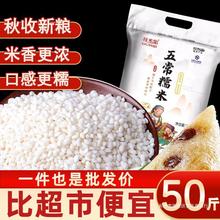 新米白一级十斤专用2023年10米包纯正糯米斤糯米粽子东北香江新鲜