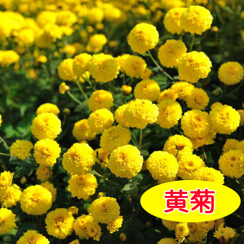 新采摘菊花种子杭白菊胎菊种子黄菊贡菊金丝黄菊种子野菊花