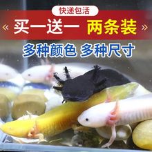 六角娃娃鱼养不死美西螈宠物六角恐龙鱼饲料P鱼蝾螈小型观赏鱼陆