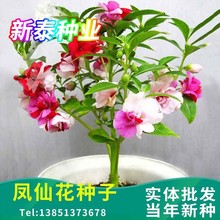 凤仙花种子花种室内阳台四季开花易种易活花种花卉盆栽鲜花种籽子