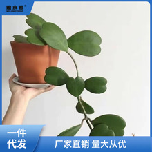 心叶球兰多肉植物情人球兰爬藤植物室内盆栽绿植情人花心形球兰