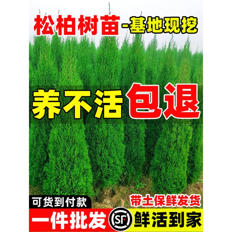 松柏树苗四季常青柏树塔柏侧柏大号树苗道路绿化易活好养圆柏松树
