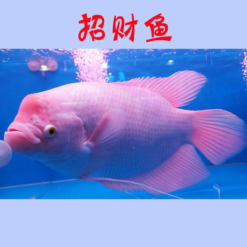 热带观赏鱼招财鱼古代战船红眼招财鱼黑眼招财鱼发财鱼大型混养鱼