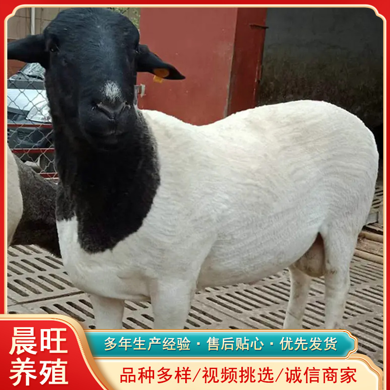福建厦门卖羊的吗黑山羊生长周期种公羊一只价格河北适合养杜泊羊