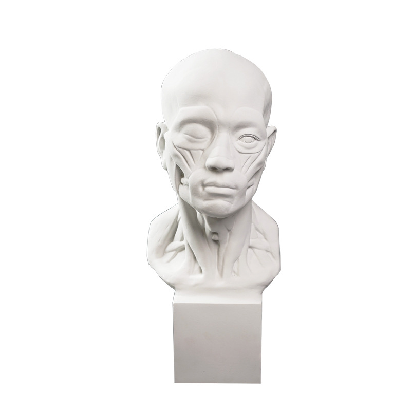 厂家供应肌肉解剖头像石膏教具扒皮人模具素描静物写生美术器材