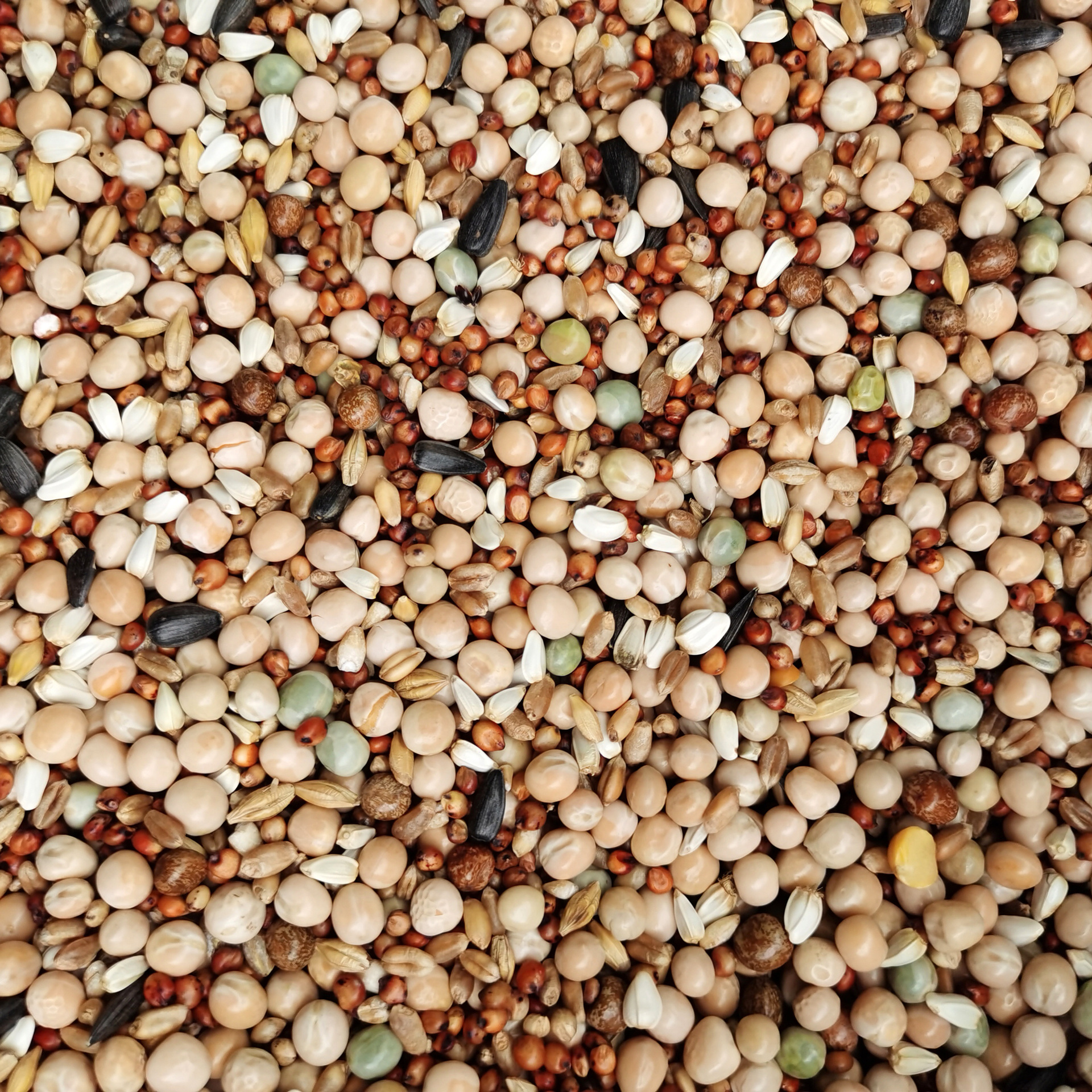 粮良德易鸽粮无玉米幼鸽鸽料鸽子粮信鸽 饲料鸟食50斤装包邮