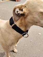 拴狗的脖套脖套猎犬格惠犬惠比特一拉紧项圈猎犬P链细犬牵引绳跨