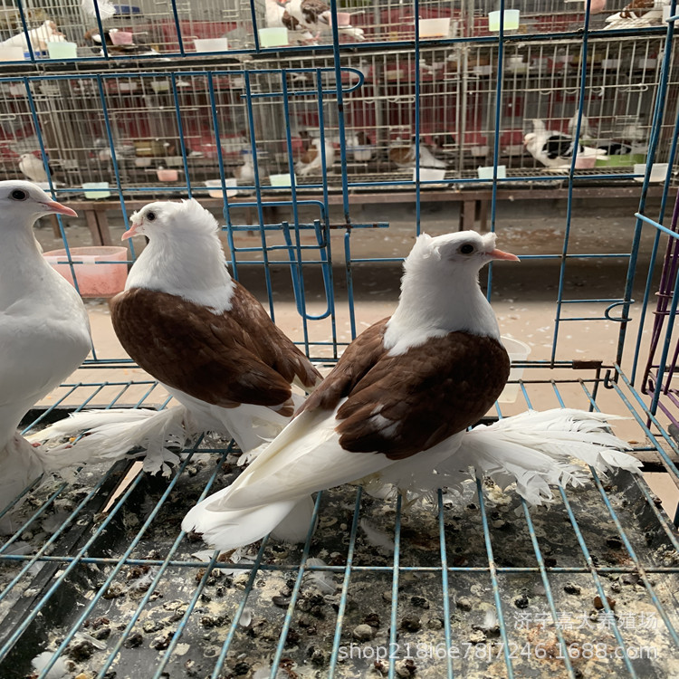 毛脚两头乌鸽 红色彩背鸽子 红头鸽子活体 圆环鸽 观赏鸽养殖场