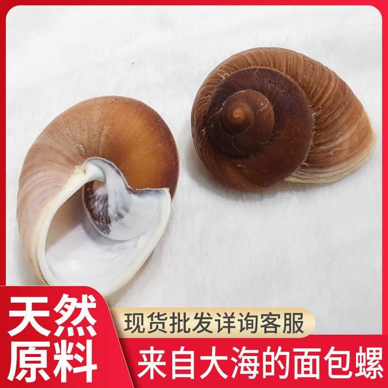 天然贝壳工艺摆件猫眼螺面包螺鱼缸水族箱家具装饰品旅游工艺品