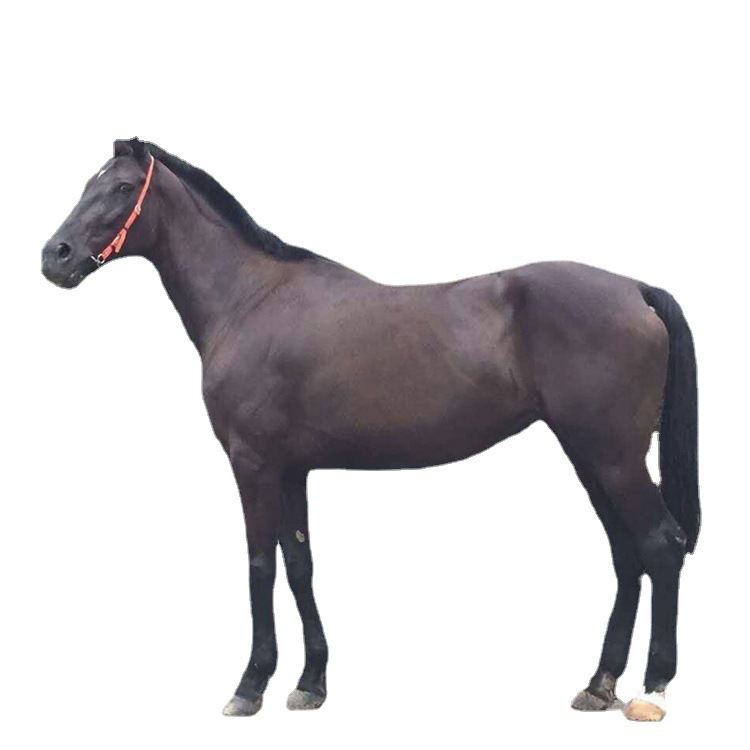 四川景区游客骑乘拍照大马 能骑得普通马多少钱一匹 哪里有卖马的