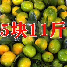 【中】橘子批发薄皮桔子当应季水果1蜜橘新鲜橘子超甜0.1/9斤