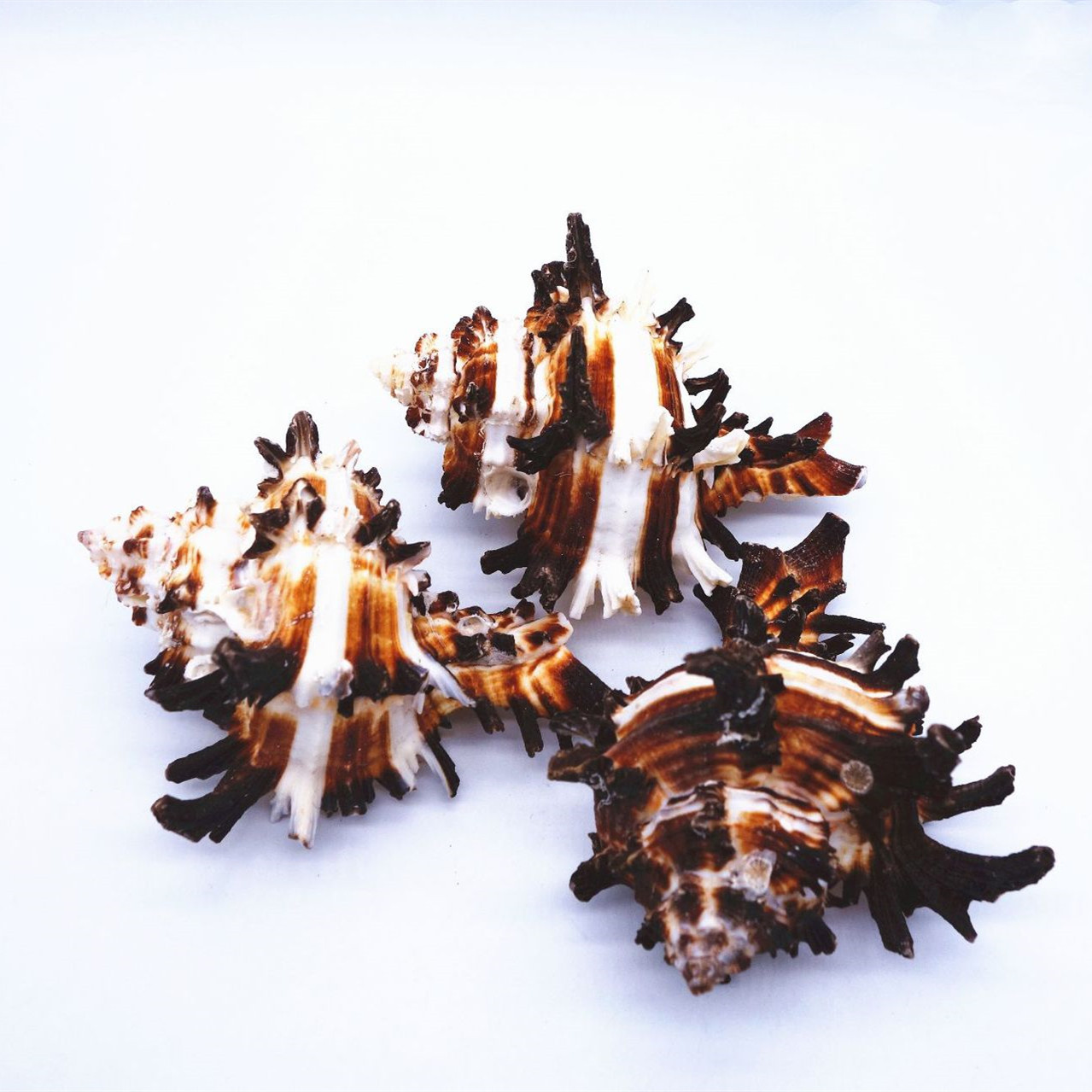 厂家现货批发 7-10cm海螺贝壳黑麒麟花麒麟 创意摆件鱼缸地台装饰