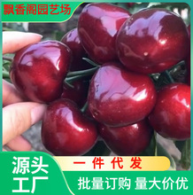 矮化樱桃砧木 吉塞拉六号砧木苗 组培吉塞拉砧木 嫁接樱桃
