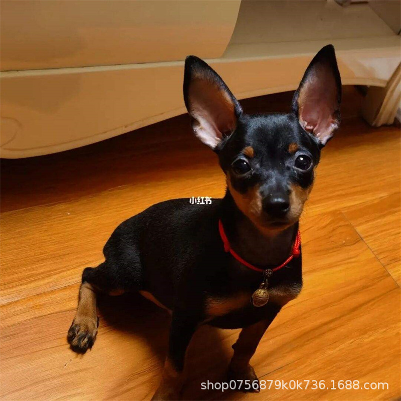 出售铁包金小鹿犬幼犬活体宠物狗短毛宠物活物迷你犬