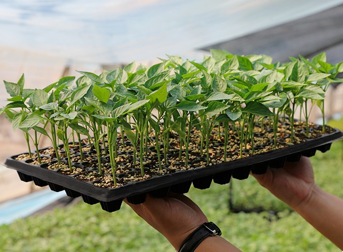 育苗盘育苗盆穴盘塑料杯种植钵蔬菜育种扦插盒农用托盘盆