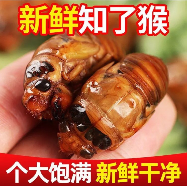 2024年新蝉现捉现发知了猴新货100只顺丰冷链发货包邮-阿里巴巴