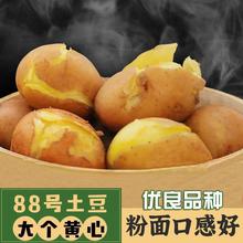 云南会泽农家合作88号老品种大土豆新鲜红皮黄心有机洋芋10斤包邮