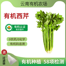 有机西芹新鲜榨汁蔬菜4.5斤无农药生食沙拉带叶芹菜 带叶[云南]