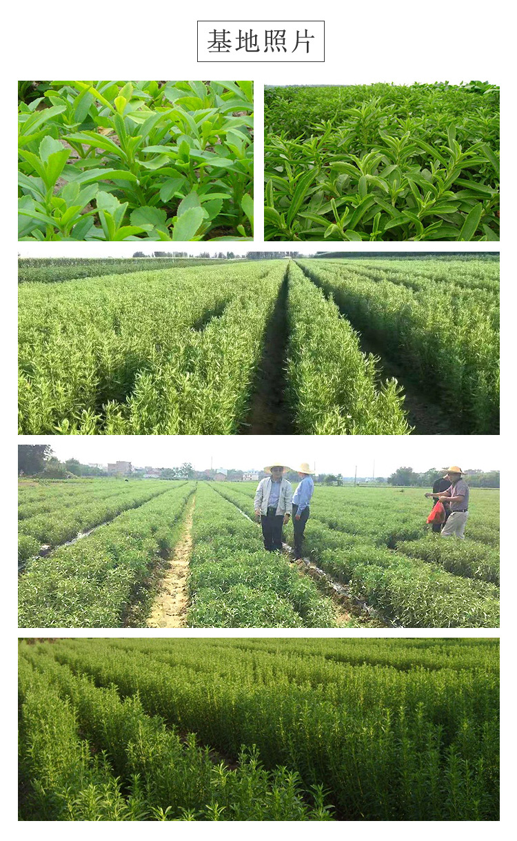 散装批发甜菊叶 甜叶菊茶甜叶茶花草茶茶叶厂家直发