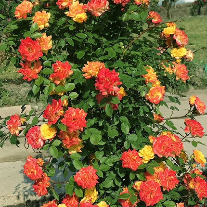 爬墙花卉 攀爬 四季爬藤植物苗常绿藤蔓绿化开花农村庭院改造花