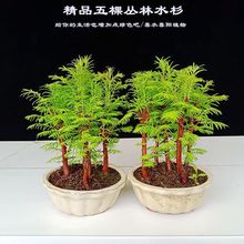 水杉盆景苗橱窗室内盆景老桩观叶盆栽植物假山吸水石鱼缸喜绿植